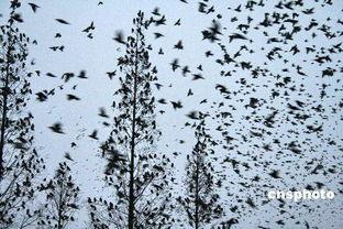 鸟归林视频,自然和谐共生的生态画卷