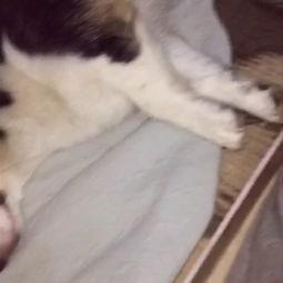 柯基犬生宝宝视频,温馨记录宝宝降生全过程