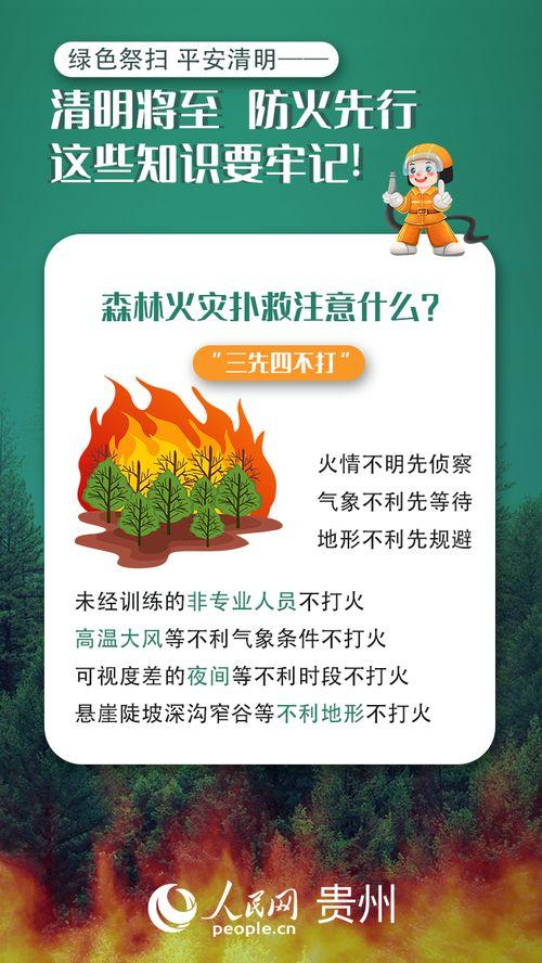 森林防火宣传视频,守护绿色家园——宣传视频深度解读