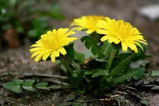 婆婆丁视频,探寻自然疗愈的绿色秘方