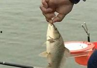 丛杰钓鱼视频,捕捉自然之美，享受宁静时光