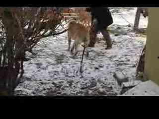 斗狗一对二打架视频,一对二生死较量，惊心动魄瞬间回顾