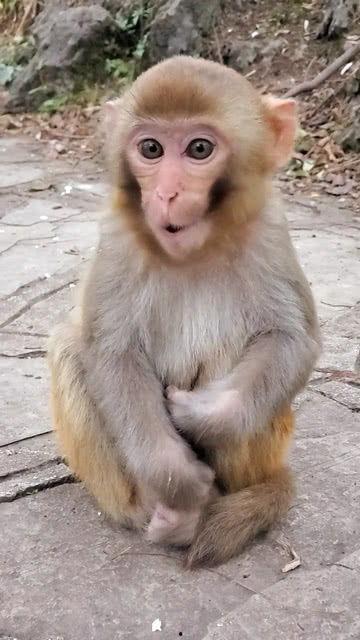 小猴子吃东西视频,小猴子大快朵颐的欢乐瞬间