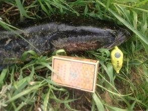 雷蛙黑鱼视频,揭秘神秘水下生物的生存智慧